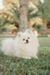 caja, perro, dog, cesped, animal, mascota, pareja beso, parque, muro, amor