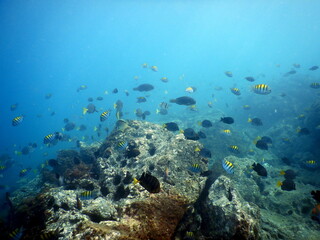 Fototapeta na wymiar Costa Rica Sea life