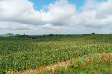 Fototapeta premium A large cornfield and white fluffy clouds. A farm for growing corn for cattle feed.