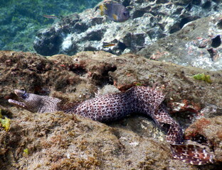Costa Rica Sea life