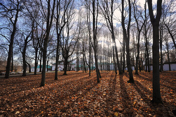 Fototapeta premium Fallen leaves in Kolomenskoye Autumn Park
