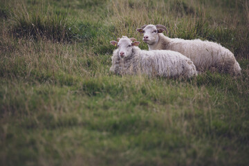 Zwei Schafe nebeneinander auf weide am Deich gucken in die ferne