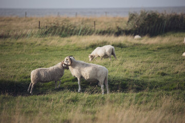 schafe die sich einen kuss geben im hintergrund das meer auf der weide und wiese