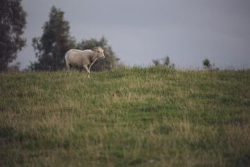 laufendes schaf am deich auf der weide mit gehobenem bein auf grüner wiese