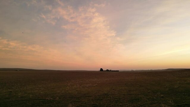 Campo, vacas y aves