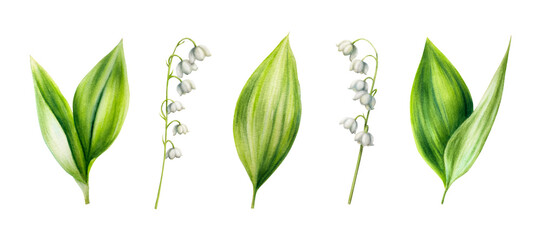 Watercolor lily of the valley flowers isolated on white background. Spring hand painted illustration. For designers, wedding, d