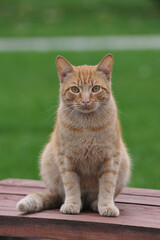 red-haired yard cat is sitting