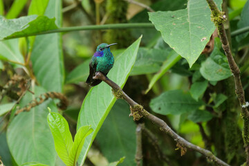 Blue green violetear humming bird or colibri sitting on tree branch.  Location: Mindo Lindo, Ecuador