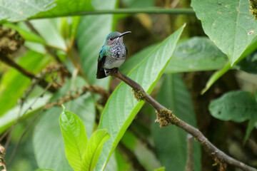 White-necked jacobin hummingbird or colibri sitting on a twig of a green tree looking sideways....