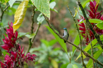 Andean emerald hummingbird or colibri sitting on a twig. Background blurred or out of focus.  Location: Mindo Lindo, Ecuador