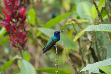 Side profile of White-necked jacobin hummingbird or colibri sitting on a twig of a green tree.  Location: MIndo Lindo, Ecuador
