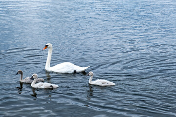 three young swans and one adult swan swim in the water.