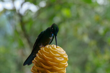 Close up of a White-necked jacobin hummingbird or colibri  sipping nectar from a yellow maraca...