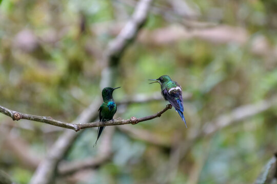 Two green thorn-tail hummingbirds or colibri perched chatting on a twig. Background blurred or out of focus.  Location: Mindo Lindo, Ecuador  Location: MIndo Lindo, Ecuador