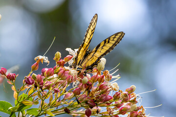butterfly on flower