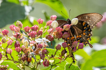 butterfly on flower