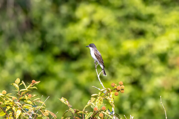 bird on a flower