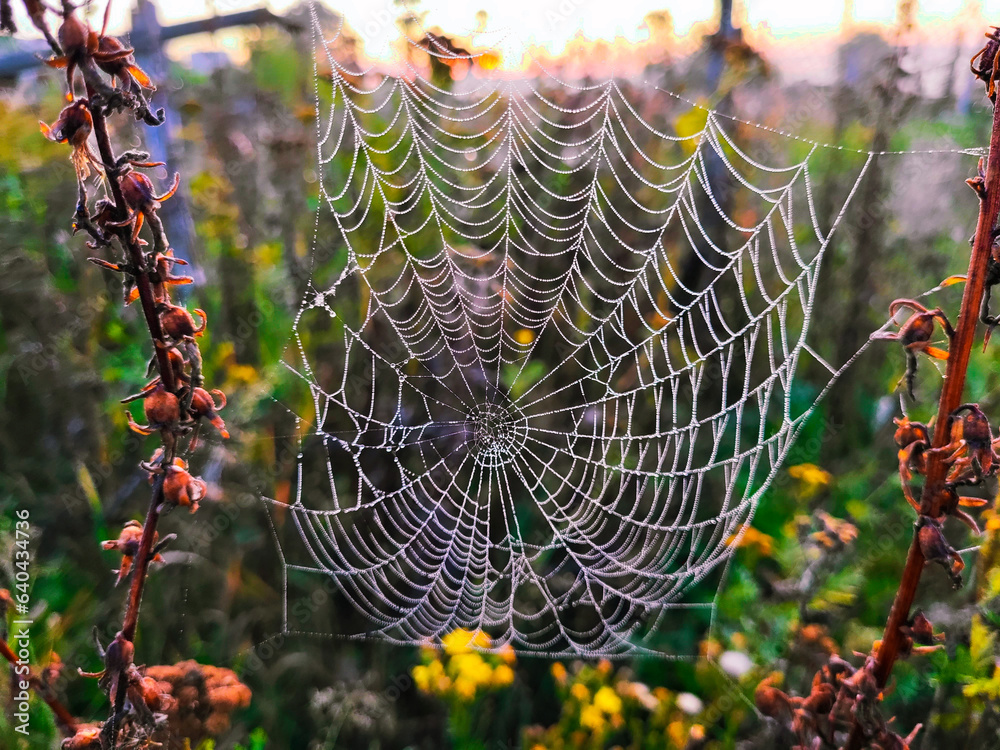 Canvas Prints spider web with dew drops