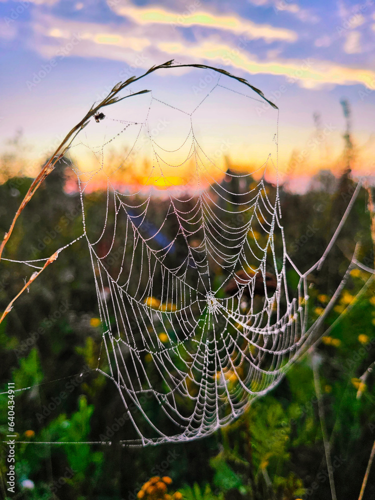 Canvas Prints spider web with dew drops