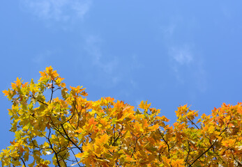 Background with yellow-orange holly oak leaves and blue sky