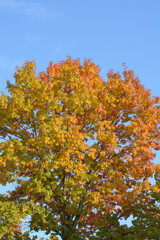 Holly oak in autumn with yellowing leaves against a blue sky