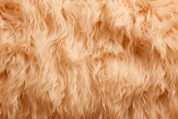 Captivating Close-Up of a Soft and Fluffy Alpaca's Curly Wool in Golden Hues