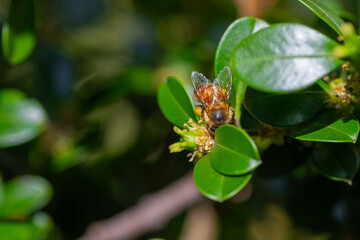Honey bee with yellow pollen basket collecting pollen