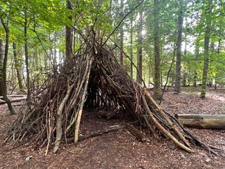 forest landscape hand made hut made from cut tree branches built into teepee shape with pyramid construction in natural environment of wood land Suffolk East Anglia on peat floor in nature reserve
