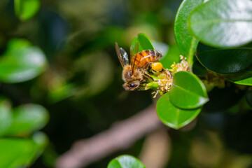 Honey bee with yellow pollen basket collecting pollen