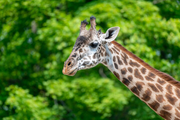 portrait of a giraffe
