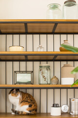 猫　イメージ用