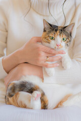 猫　イメージ用