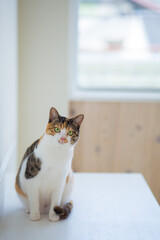 猫　イメージ用