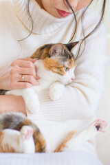 猫　イメージ用