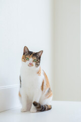 猫　イメージ用