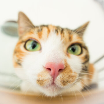 猫　イメージ用　魚眼