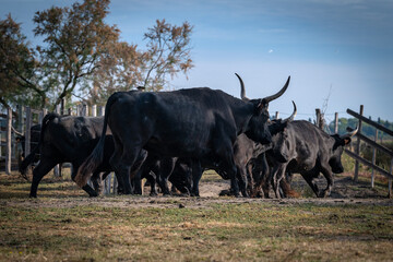 Landscape with bulls in Camargue