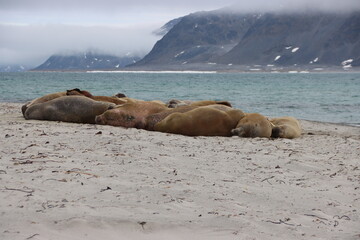 Walrus (Odobenus rosmarus) colony on a beach at Smeerenberg, Amsterdam Island, Svalbard, Norway.