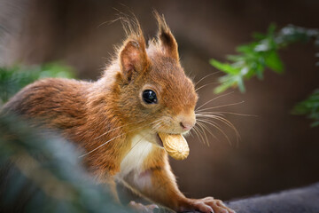 a squirrel with a peanut in its mouth sitting hidden in a tree
