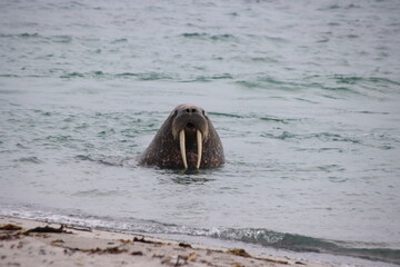 Walrus (Odobenus rosmarus), Smeerenberg, Amsterdam Island, Svalbard, Norway.