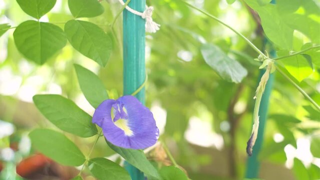 Blue Butterfly pea flower blooming in home garden. Also known as Aparajita. Asian pigeonwings. Clitoria ternatea. Shanku Pushpa. Gokarni.