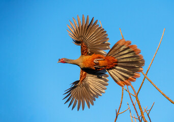 Fototapeta premium Rufous-bellied Chachalaca enjoys flying and foraging in the jungle resort area of Puerta Vallarta, mMexico.
