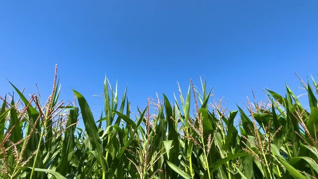 Corn field of green corn stalks and tassels and blue sky. Agricultural concept with corn field. 4K resolution video of corn field.