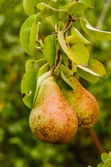 Growing organic pears in the garden. Pear season. Harvesting pears in autumn.