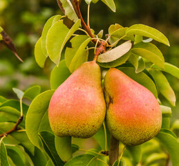 Growing organic pears in the garden. Pear season. Harvesting pears in autumn.