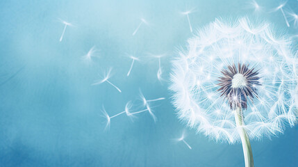 close up of dandelion on the blue background  - Powered by Adobe