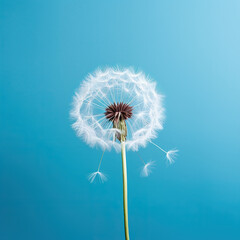 close up of dandelion on the blue background 