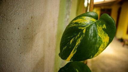 beautiful ivory betel ornamental plant