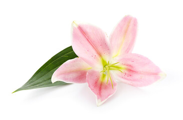 Obraz na płótnie Canvas Beautiful lily flower on white background