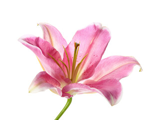 Fototapeta na wymiar Beautiful lily flower on white background